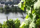 Moselle