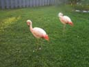 Flamingoes