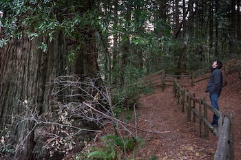 Purisima Creek Redwoods