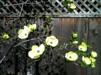 Dogwood tree