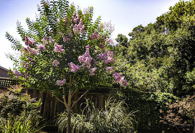 Crape Myrtle tree