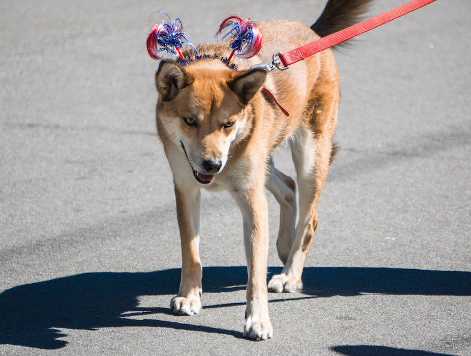Laureles 4th of July Parade