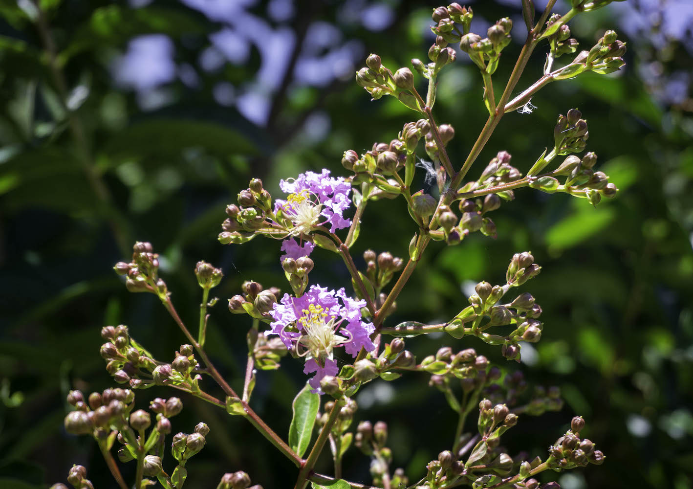 Crape Myrtle 2021