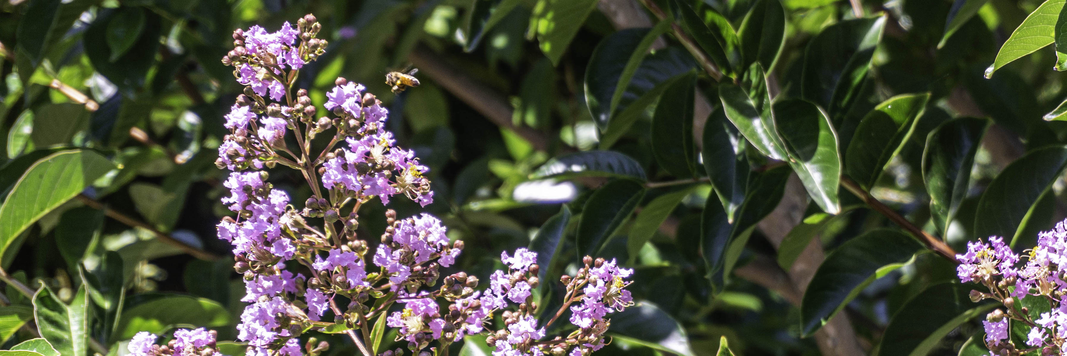 Crape Myrtle 2021